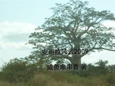 安哥拉简况