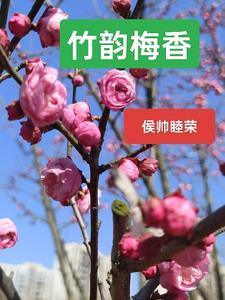 梅兰竹菊